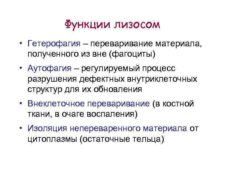 Функции лизосом • Гетерофагия – переваривание материала, полученного из вне (фагоциты) • Аутофагия –