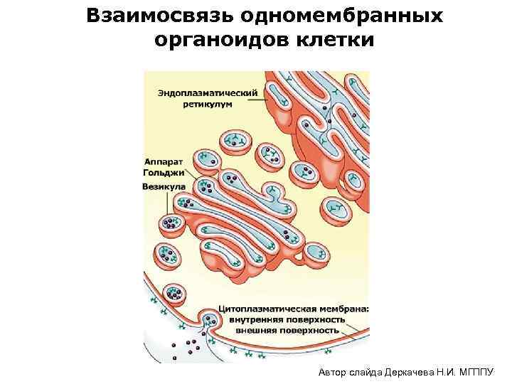 Одномембранный органоид наличие крист