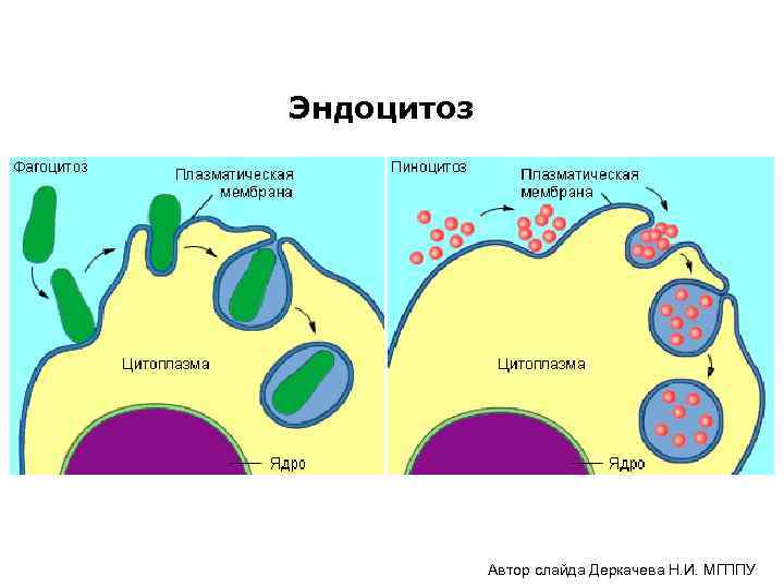 Эндоцитоз Автор слайда Деркачева Н. И. МГППУ 