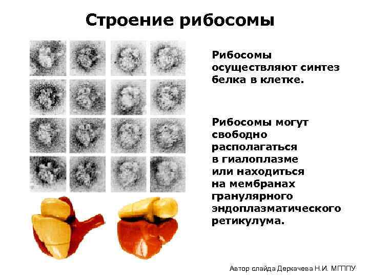 Строение рибосомы Рибосомы осуществляют синтез белка в клетке. Рибосомы могут свободно располагаться в гиалоплазме