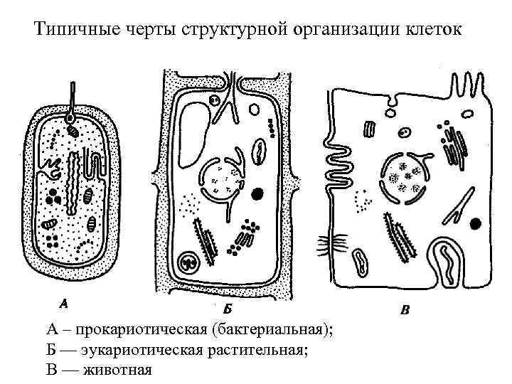 Типичные черты структурной организации клеток А – прокариотическая (бактериальная); Б — эукариотическая растительная; В