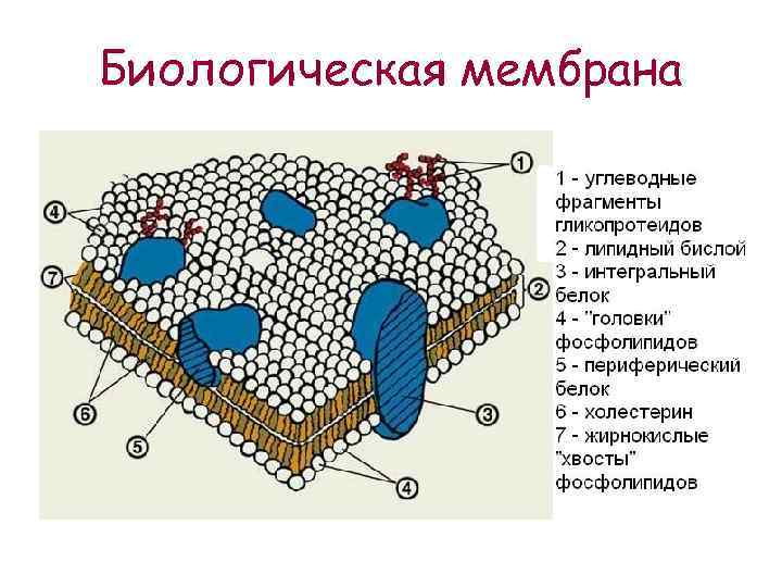 Оболочки клеток состоят из