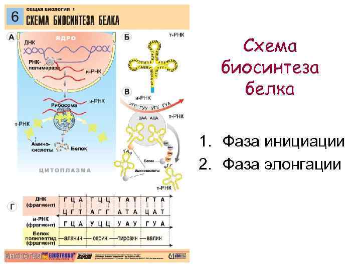 Схема биосинтеза белка 1. Фаза инициации 2. Фаза элонгации 