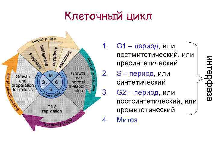 Клеточный цикл 1. 3. 4. интерфаза 2. G 1 – период, или постмитотический, или