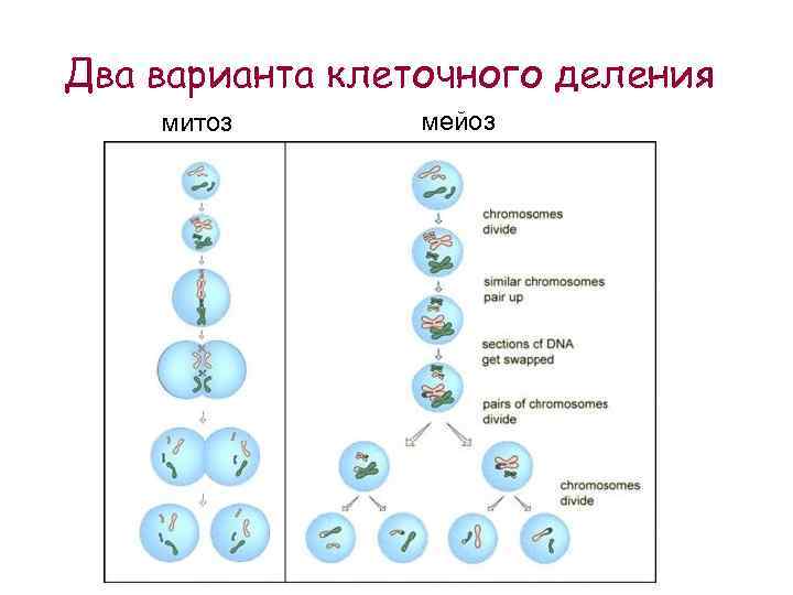 Два варианта клеточного деления митоз мейоз 