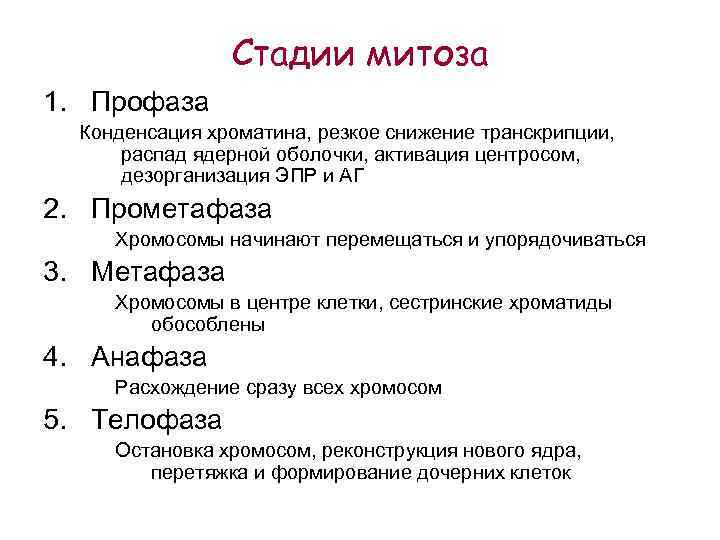 Стадии митоза 1. Профаза Конденсация хроматина, резкое снижение транскрипции, распад ядерной оболочки, активация центросом,