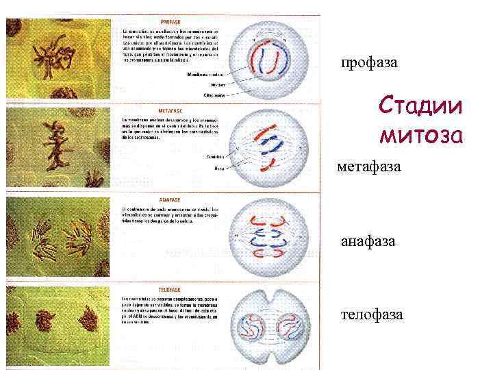 профаза Стадии митоза метафаза анафаза телофаза 