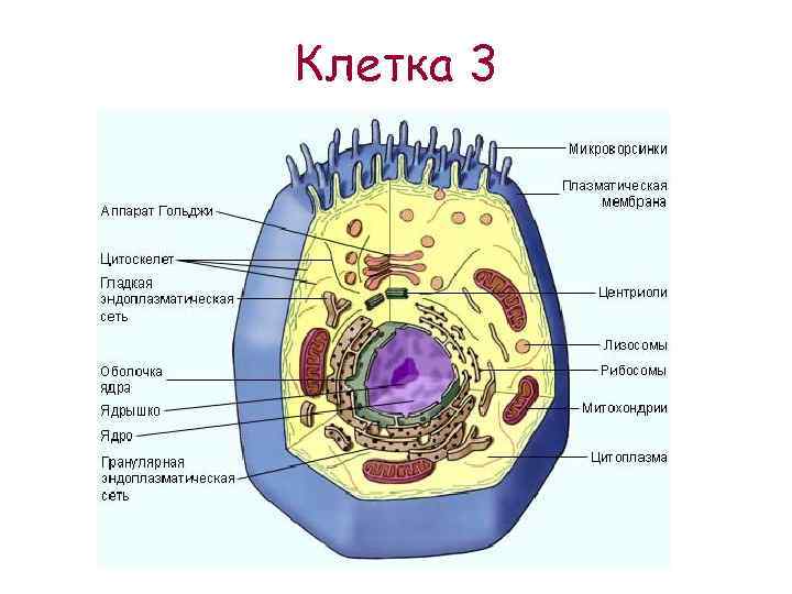 Клетка 3 