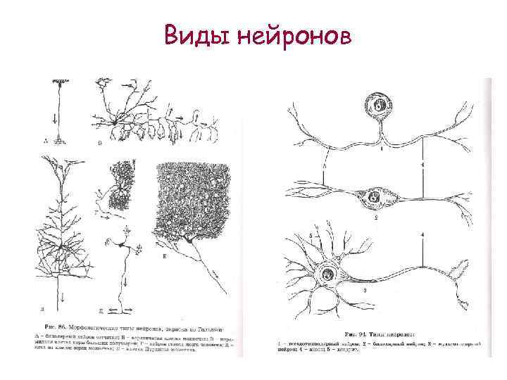 Виды нейронов 