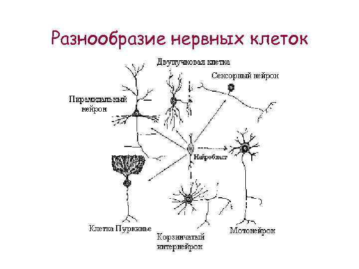 Деление нервных клеток. Морфологическая классификация нейронов таблица. Схема морфологических типов нейронов. Классификация нейронов анатомия. Строение нейрона классификация нейронов.