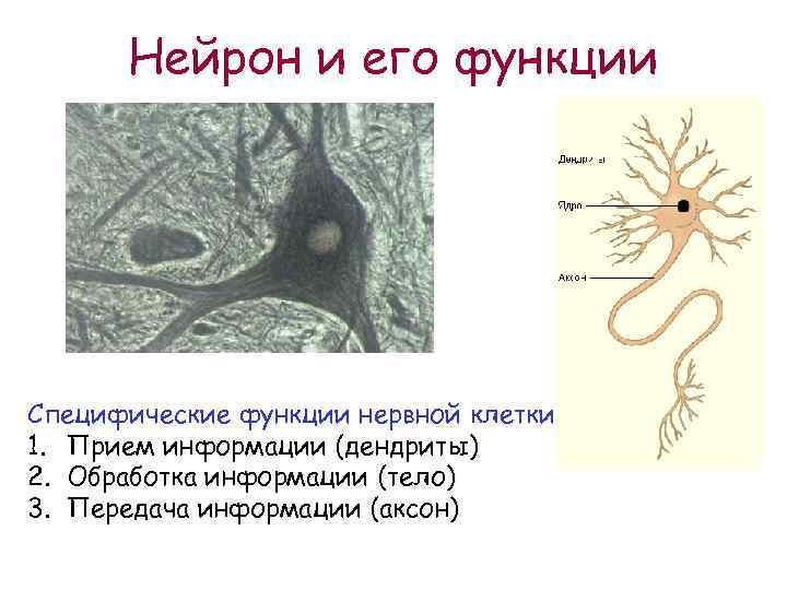 Функции нервной клетки