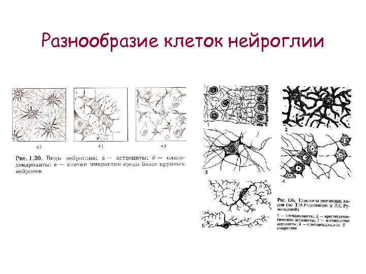 Разнообразие клеток нейроглии 