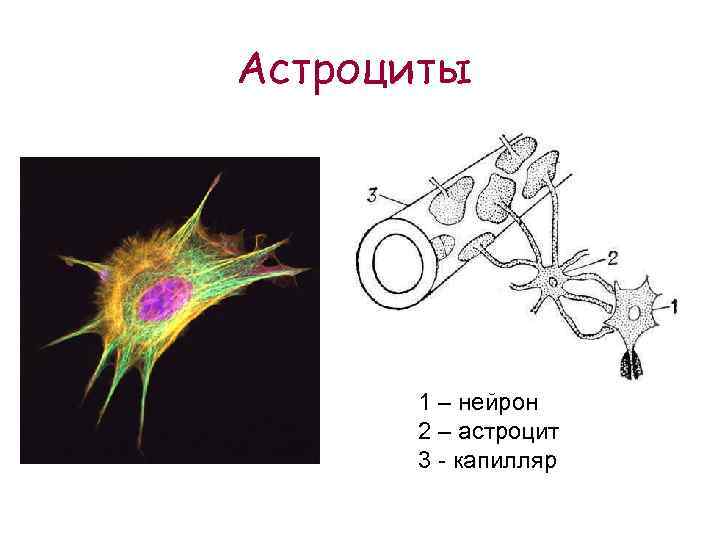 Астроцит клиника. Астроцит строение. Астроциты строение и функции. Астроцит и Нейрон. Фиброзные астроциты.