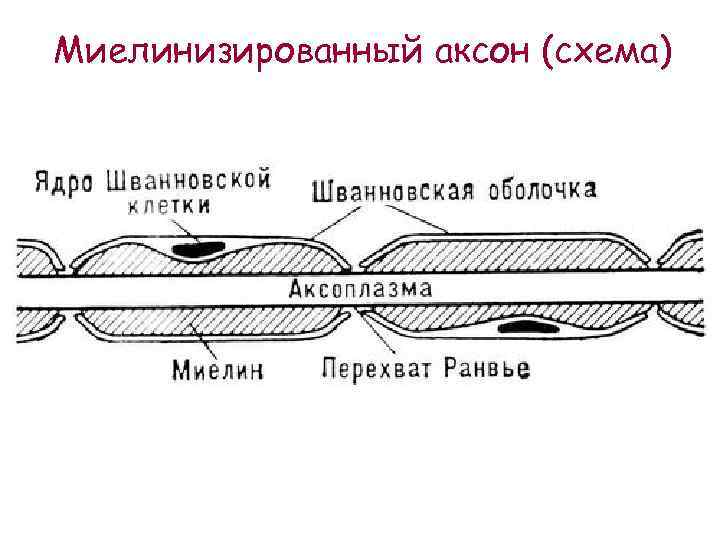 Миелинизированный аксон (схема) 