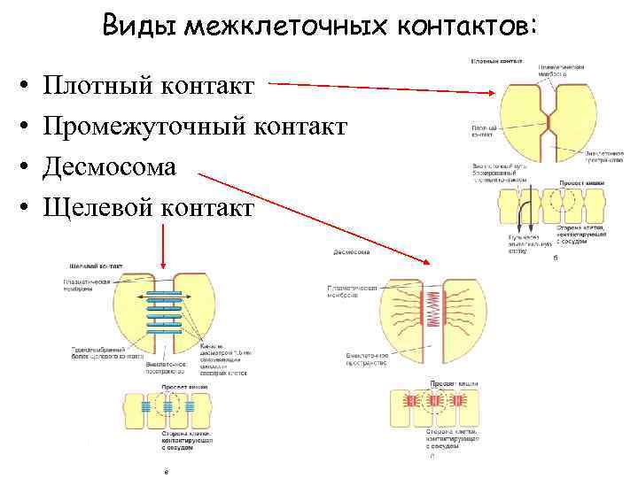 Виды межклеточных контактов: • • Плотный контакт Промежуточный контакт Десмосома Щелевой контакт 