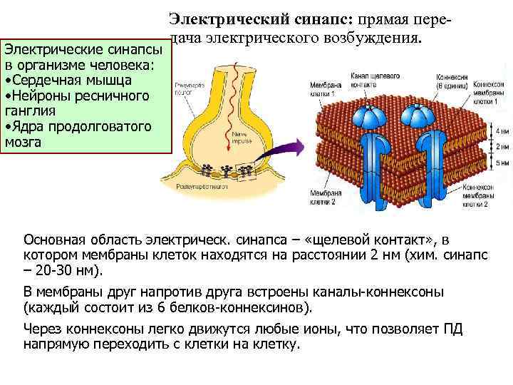 Электрические синапсы в организме человека: • Сердечная мышца • Нейроны ресничного ганглия • Ядра