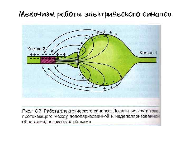 Механизм работы электрического синапса 