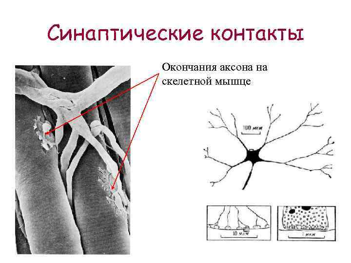 Синаптические контакты Окончания аксона на скелетной мышце 