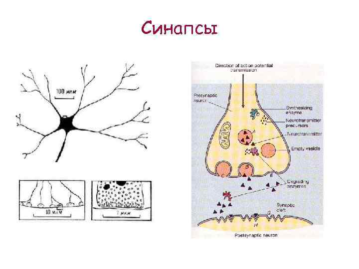 Синапсы 