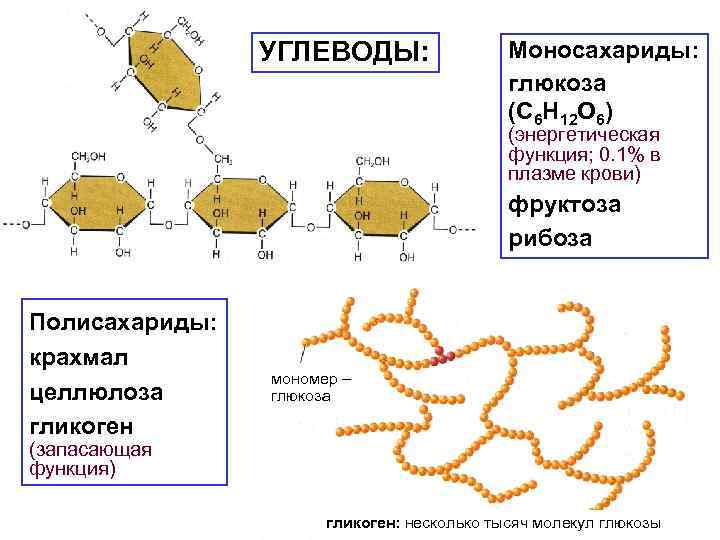 УГЛЕВОДЫ: Моносахариды: глюкоза (С 6 Н 12 О 6) (энергетическая функция; 0. 1% в