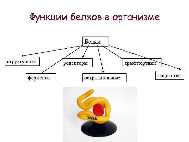 Функции белков в организме Белки структурные ферменты рецепторы сократительные транспортные защитные 