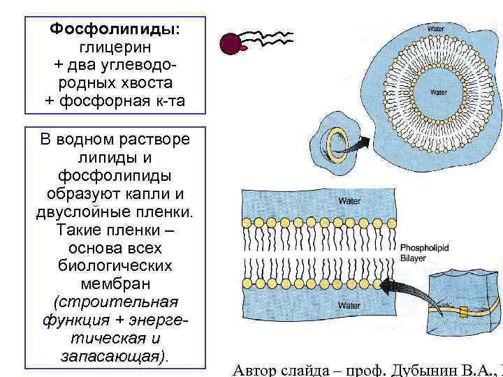 Фосфолипиды: глицерин + два углеводородных хвоста + фосфорная к-та В водном растворе липиды и