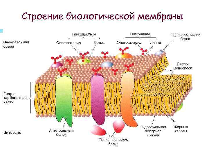 Строение биологической мембраны 