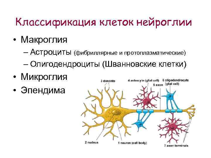Виды нейроглии