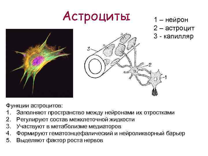 Функции астроцитов. Астроциты структура и функции. Плазматические астроциты строение. Протоплазматические астроциты функции. Астроциты строение и функции.