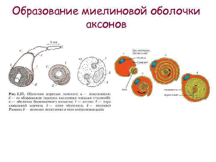 Аксон на картинке