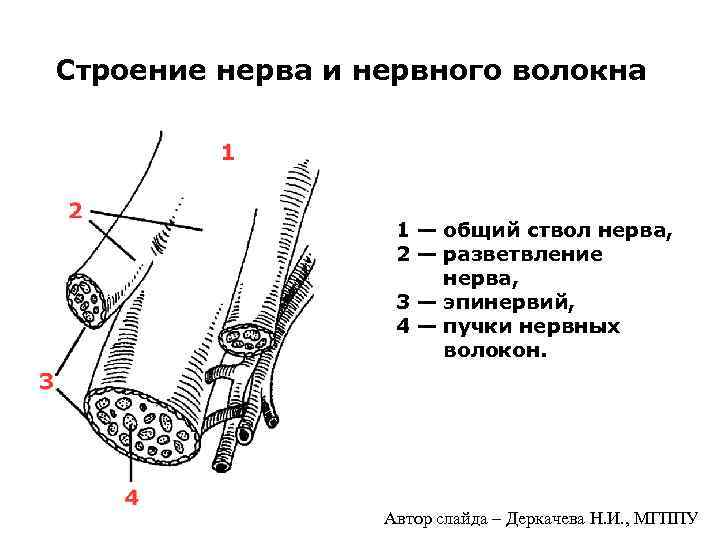 Строение нерва и нервного волокна 1 — общий ствол нерва, 2 — разветвление нерва,