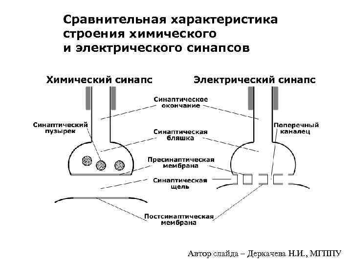 Схема электрического синапса