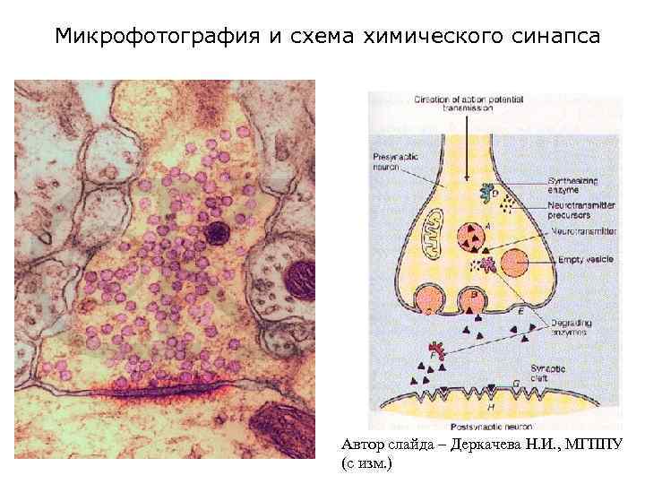 Микрофотография и схема химического синапса Автор слайда – Деркачева Н. И. , МГППУ (с
