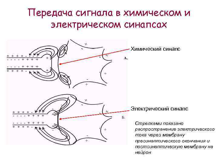 Рассмотрите схему и подпишите названия структурных элементов химического и электрического синапсов