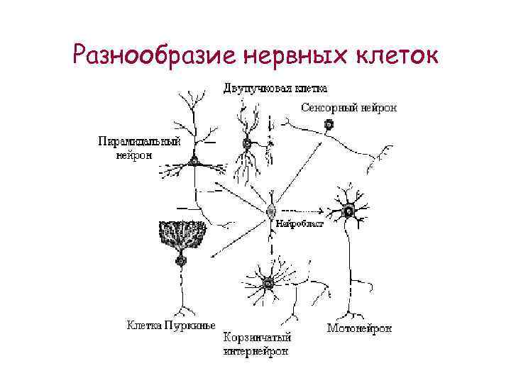 Схема классификация нейронов