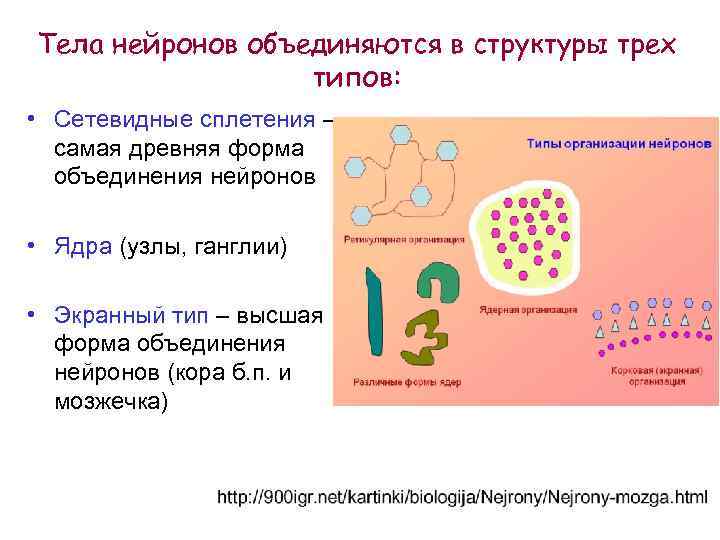Тела нейронов объединяются в структуры трех типов: • Сетевидные сплетения – самая древняя форма