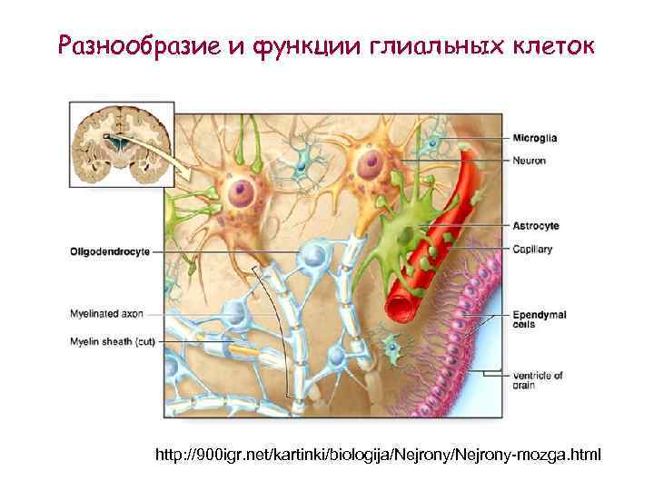 Глиальные клетки рисунок