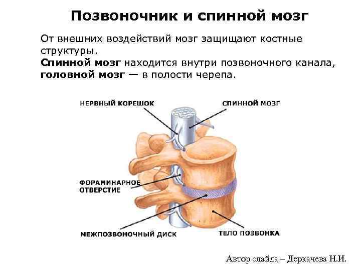 Позвоночник и спинной мозг От внешних воздействий мозг защищают костные структуры. Спинной мозг находится