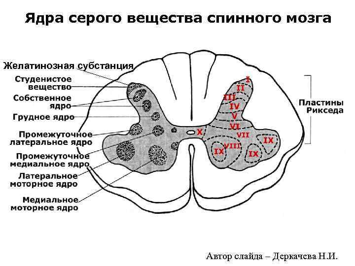 Ядра серого вещества спинного мозга Желатинозная субстанция Автор слайда – Деркачева Н. И. 