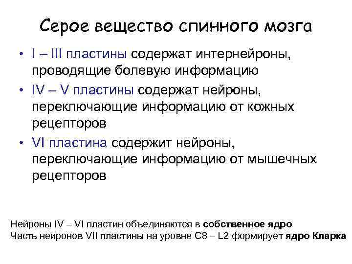 Серое вещество спинного мозга • I – III пластины содержат интернейроны, проводящие болевую информацию