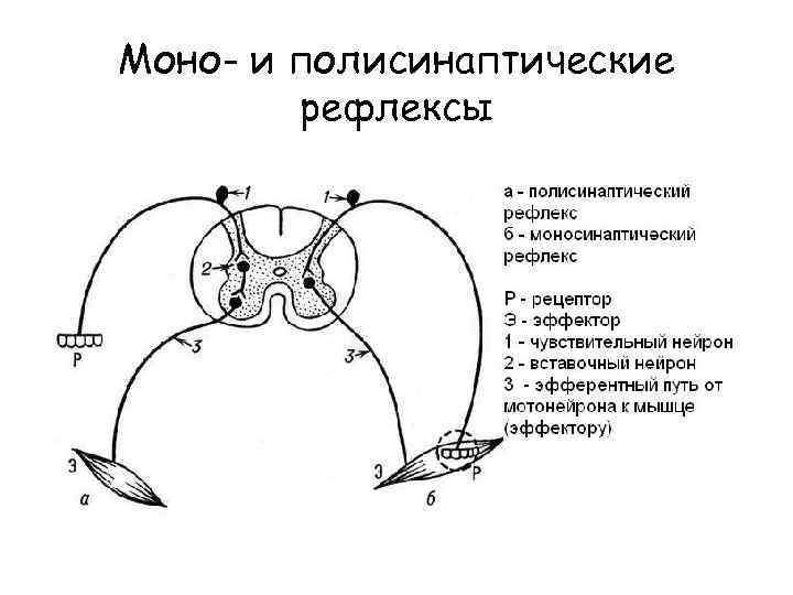 Моно- и полисинаптические рефлексы 