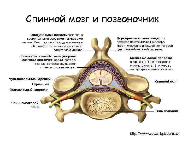 Спинной мозг и позвоночник http: //www. cross-kpk. ru/ims/ 