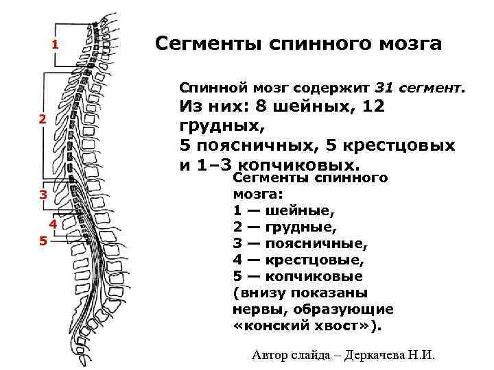 Сегменты спинного мозга Спинной мозг содержит 31 сегмент. Из них: 8 шейных, 12 грудных,