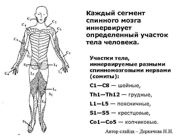 Каждый сегмент спинного мозга иннервирует определенный участок тела человека. Участки тела, иннервируемые разными спинномозговыми