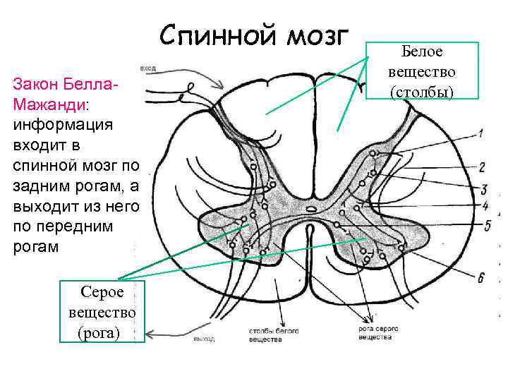 Спинной мозг Закон Белла. Мажанди: информация входит в спинной мозг по задним рогам, а