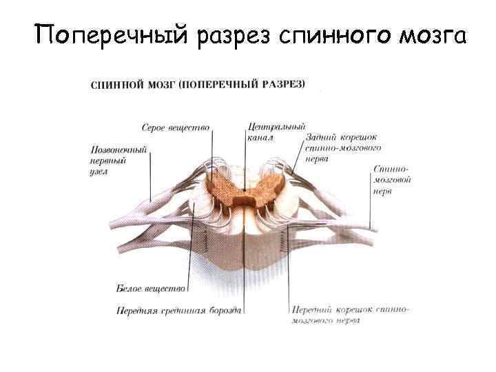 Поперечный разрез спинного мозга 