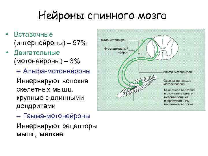 Нейроны спинного мозга • Вставочные (интернейроны) – 97% • Двигательные (мотонейроны) – 3% –