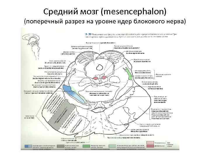 Средний мозг схема