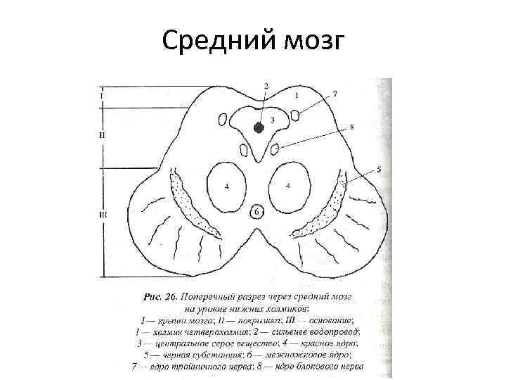 Средний мозг срез схема