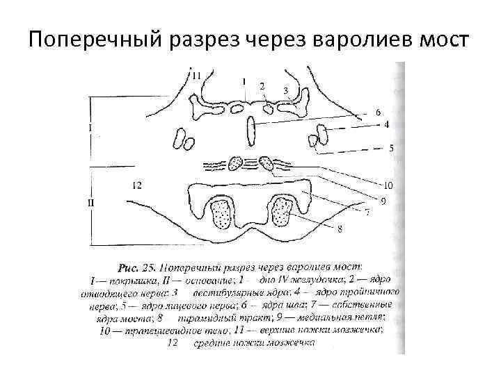 Глаз поперечный разрез